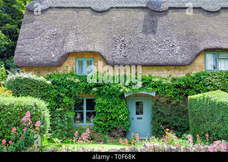 Traditionelle englische Landhaus aus Stein mit Reetdach, blaue Holztüren, Hortensie klettern die Mauer, Hecke, Blumen in voller Blüte, in Cotswolds v Stockfoto