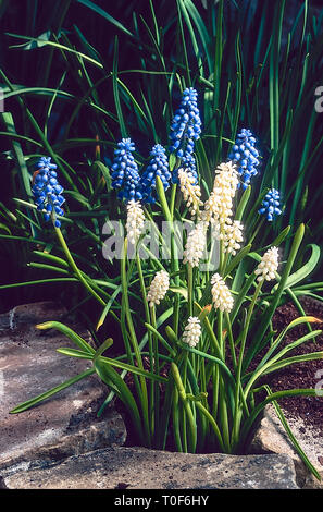 Muscari armeniacum eine mehrjährige Pflanze mit leuchtend blauen Blütenstände mit whute gespitzte Mund Muscari botryoides f. Album eine Staude mit schlanken weißen Blütenständen Stockfoto