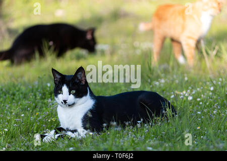 Nach Katze im Gras liegend. Geeignet für Tier, Tier- und Pflanzenwelt Themen Stockfoto