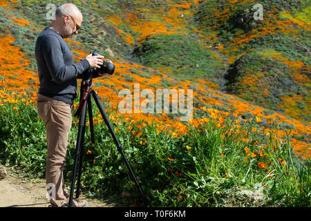 Super Blüte 2019. Vor der Schließung, Fotografen, wie dieser Mann, wurden in Scharen Fotos der Poppies at Walker Canyon zu erfassen. Stockfoto