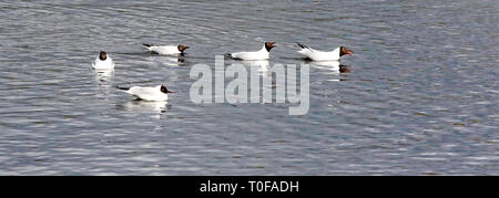 Lurgan Park, Lurgan, County Armagh, Nordirland. 19. Mär 2019. Uk Wetter - ein grauer Tag endete mit heller sonnigen Perioden. Viel milder, Temperaturen bis in die Nähe des doppelten Abbildungen, einen angenehmen Tag im Park erhöht. Schwarz = vorangegangen Möwen auf See. Quelle: David Hunter/Alamy Leben Nachrichten. Stockfoto
