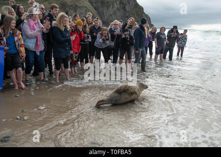 Cornish Robbe Sanctuary Release, Hope of the Ocean und sechs Welpen in die Wildnis, Gesicht mit unseren geretteten Robben Welpen auf ihrer Reise zurück in die Wildnis entlassen. Stockfoto