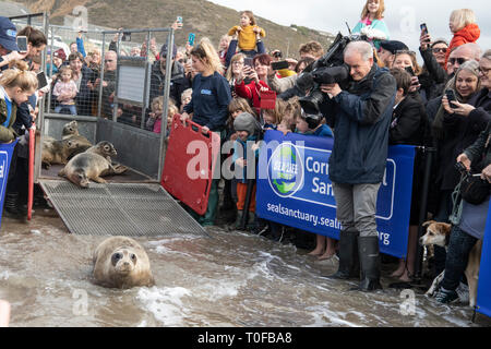 Cornish Robbe Sanctuary Release, Hope of the Ocean und sechs Welpen in die Wildnis, Gesicht mit unseren geretteten Robben Welpen auf ihrer Reise zurück in die Wildnis entlassen. Stockfoto