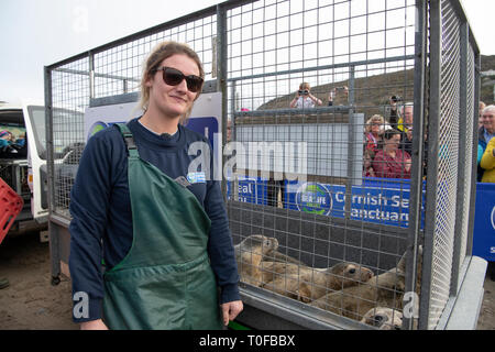 Cornish Robbe Sanctuary Release, Hope of the Ocean und sechs Welpen in die Wildnis, Gesicht mit unseren geretteten Robben Welpen auf ihrer Reise zurück in die Wildnis entlassen. Stockfoto