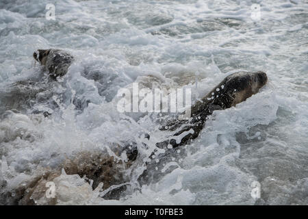 Cornish Robbe Sanctuary Release, Hope of the Ocean und sechs Welpen in die Wildnis, Gesicht mit unseren geretteten Robben Welpen auf ihrer Reise zurück in die Wildnis entlassen. Stockfoto