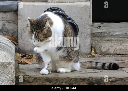 Larry, der 10 Downing Street cat und Chief Mouser des Cabinet Office ist in Downing Street gesehen. Stockfoto