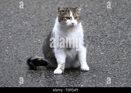 Larry, der 10 Downing Street cat und Chief Mouser des Cabinet Office ist in Downing Street gesehen. Stockfoto