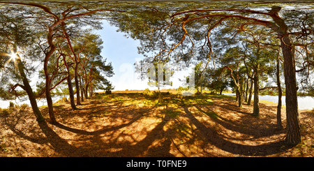 360 Grad Panorama Ansicht von Pinien neben Hatchet Teich New Forest National Park England