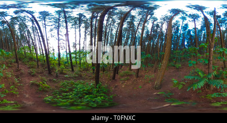 360 Grad Panorama Ansicht von Pinienwald - Vagamon