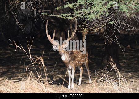 Achse Spotted Deer/Chital Rotwild posing seinen besten Schuß im Dschungel Safari bei Oll Gir Wildlife Sanctuary, Gujarat, Indien zu geben Stockfoto