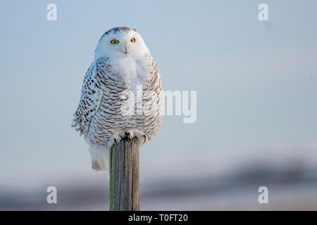 Schneeeule auf einen Zaunpfahl Stockfoto