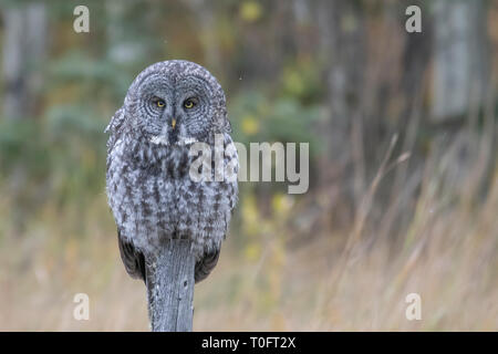 Großen grau-Eule-portrait Stockfoto