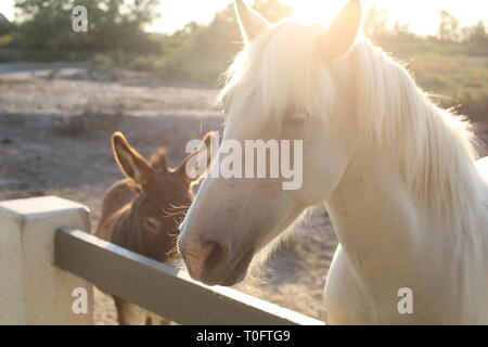 Schöne weiße Carmargue Pferd mit langer Mähne wartet am Zaun mit Esel als Sonne Stockfoto