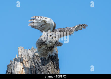 Great Horned Owl Flucht Stockfoto