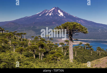 Vulkan Llaima im Nationalpark Conguillio (Chile) Stockfoto