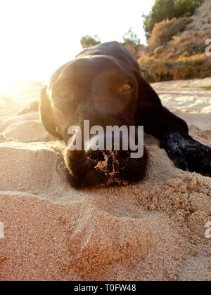 In der Nähe von Sandstrand von Black Dog Nase am Strand bei Sonnenuntergang Stockfoto