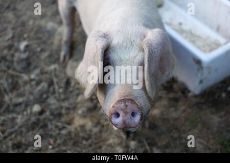 Der Leiter der rosa Schwein in Hof Stockfoto