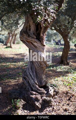 Twisted Stamm einer alten Olivenbaum in ein Feld an einem sonnigen Tag in Spanien Stockfoto