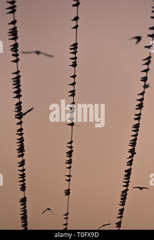 Vögel sitzen auf Stromleitungen während des Sonnenuntergangs. Chyornye Zemli (Schwarz landet) Naturschutzgebiet, Kalmückien Region, Russland. Stockfoto