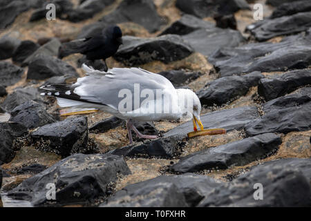 Insel Wangerooge, Ostfriesland, Wattenmeer, West Beach im Sturm, Wellenbrecher, Silbermöwe, riss das Schwert-förmige sheathEast Frisia, Norddeutschen Stockfoto