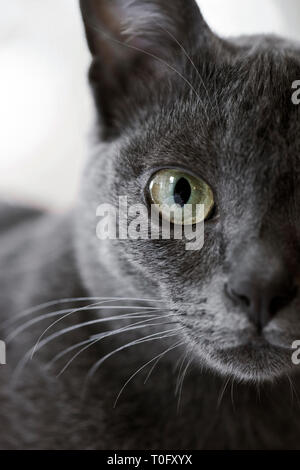 Grau Korat Katze Stockfoto