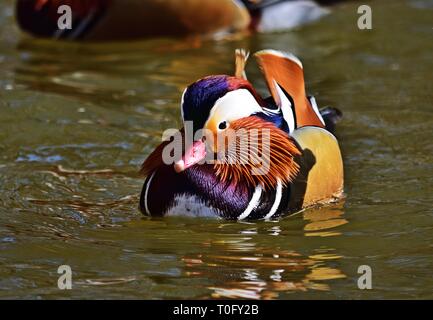 Mandarinente Aix galericulata Schwimmen im Lainzer Tiergarten, Wien, Österreich Stockfoto