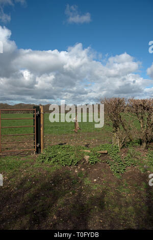 Tote Kaninchen am Zaun Stockfoto