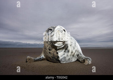 Kegelrobbe (Halichoerus grypus) pup am Strand von Donna Nook, Lincolnshire, England Stockfoto