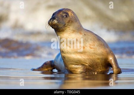 Kegelrobbe (Halichoerus grypus) am Strand von Donna Nook, Lincolnshire, England Stockfoto