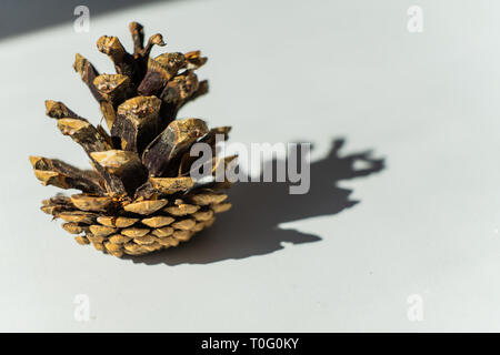 Pine Cone ganz nah am weißen Tisch Stockfoto