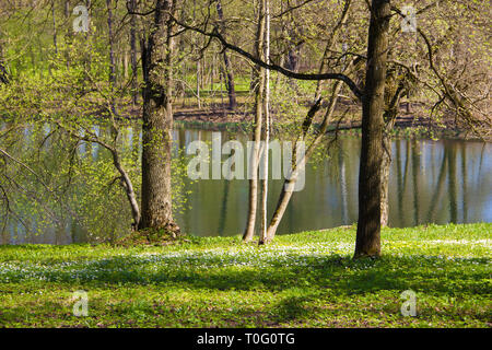 Sunny Spring Park urban. Wärmt im Park. Laub Blüten und das Gras ist grün. Russische Park. Mai. Stockfoto