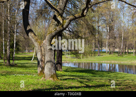 Sunny Spring Park urban. Wärmt im Park. Laub Blüten und das Gras ist grün. Russische Park. Mai. Stockfoto