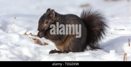 Östlichen grauen Eichhörnchen - dunkle Farbe morph Stockfoto