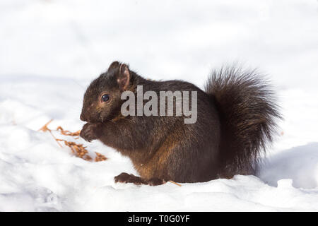 Östlichen grauen Eichhörnchen - dunkle Farbe morph Stockfoto