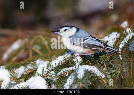 White-breasted Kleiber thront auf einem Schnee-bedeckten Fichte. Stockfoto