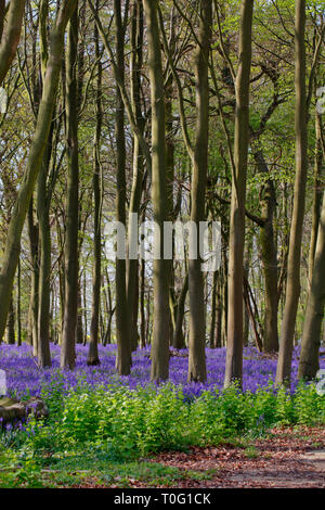 Bluebells Hyacinthoides non-scripta, vielen Blumen, die den Waldboden in der Nähe von Audley End, Saffron Walden, Essex Stockfoto