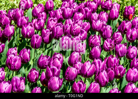 Istanbul, Türkei, 12. April 2007: Tulpen der Topkapi Palast. Stockfoto