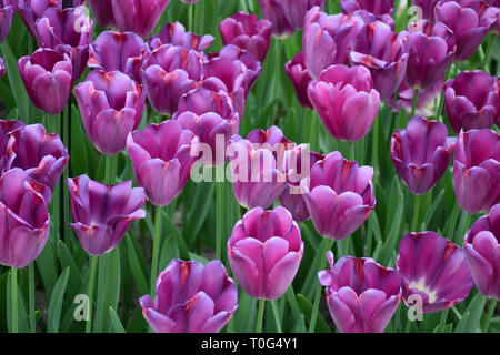 Tulips in the Keukenhof Park, Netherlands Stockfoto