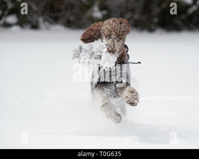 Standard poodle laufen und genießen Sie den Schnee an einem schönen Wintertag. Verspielter Hund in Aktion mit einem Spielzeug auf ein schneebedecktes Feld in Finnland. Aktive lifestyl Stockfoto