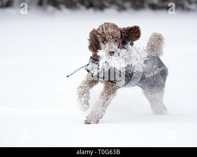 Standard poodle laufen und genießen Sie den Schnee an einem schönen Wintertag. Verspielter Hund in Aktion mit einem Spielzeug auf ein schneebedecktes Feld in Finnland. Aktive lifestyl Stockfoto