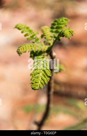 Boswellia sacra (allgemein bekannt als Weihrauch oder Weihrauch - Baum) Blumen mit Blättern Stockfoto