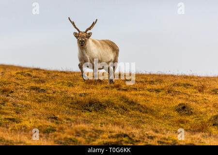 Svalbard Rentier läuft in der Tundra im Sommer auf Svalbard, Spitzbergen, Norwegen Stockfoto
