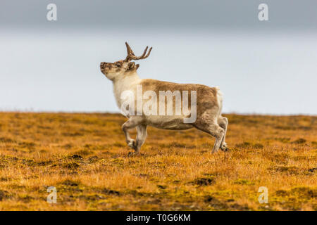 Svalbard Rentier läuft in der Tundra im Sommer auf Svalbard, Spitzbergen, Norwegen Stockfoto