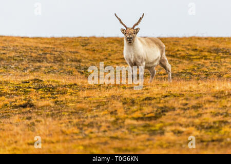 Svalbard Rentier läuft in der Tundra im Sommer auf Svalbard, Spitzbergen, Norwegen Stockfoto