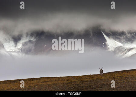 Svalbard Rentier stehend auf der Tundra im Herbst auf Spitzbergen, majestätische Berge mit tief hängenden Wolken, Spitzbergen, Norwegen Stockfoto