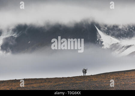 Svalbard Rentier stehend auf der Tundra im Herbst auf Spitzbergen, majestätische Berge mit tief hängenden Wolken, Spitzbergen, Norwegen - moody suchen Stockfoto