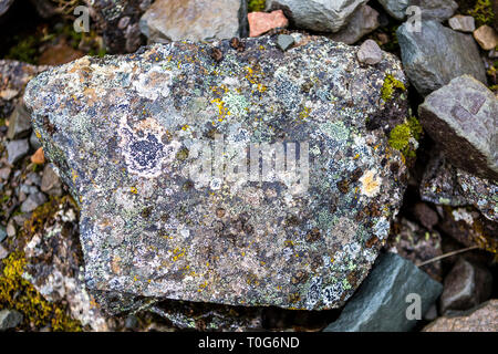 Grüne Moose, Gräser, Flechten, bedeckte Felsen, kleinen Blüten im Herbst. Dies ist die einzige Vegetation auf Svalbard, Arktis, Norwegen Stockfoto