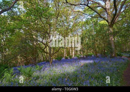 Der magische Teppich von Scottish Bluebells, Hyacinthoides non-scripta in Darroch Holz auf einem hellen, sonnigen Tag im Frühling. Perthshire, Schottland. Stockfoto