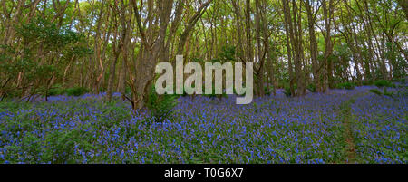 Ein Teppich von Bluebells, Hyacinthoides non-scripta auf dem Waldboden von darroch Woods in der Nähe von Blairgowrie, Perthshire im Mai. Stockfoto