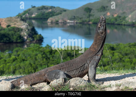 Komodo Drache. Der Drache hob den Kopf. Wissenschaftlicher Name: Varanus Komodoensis. Indonesien. Insel Rinca. Stockfoto